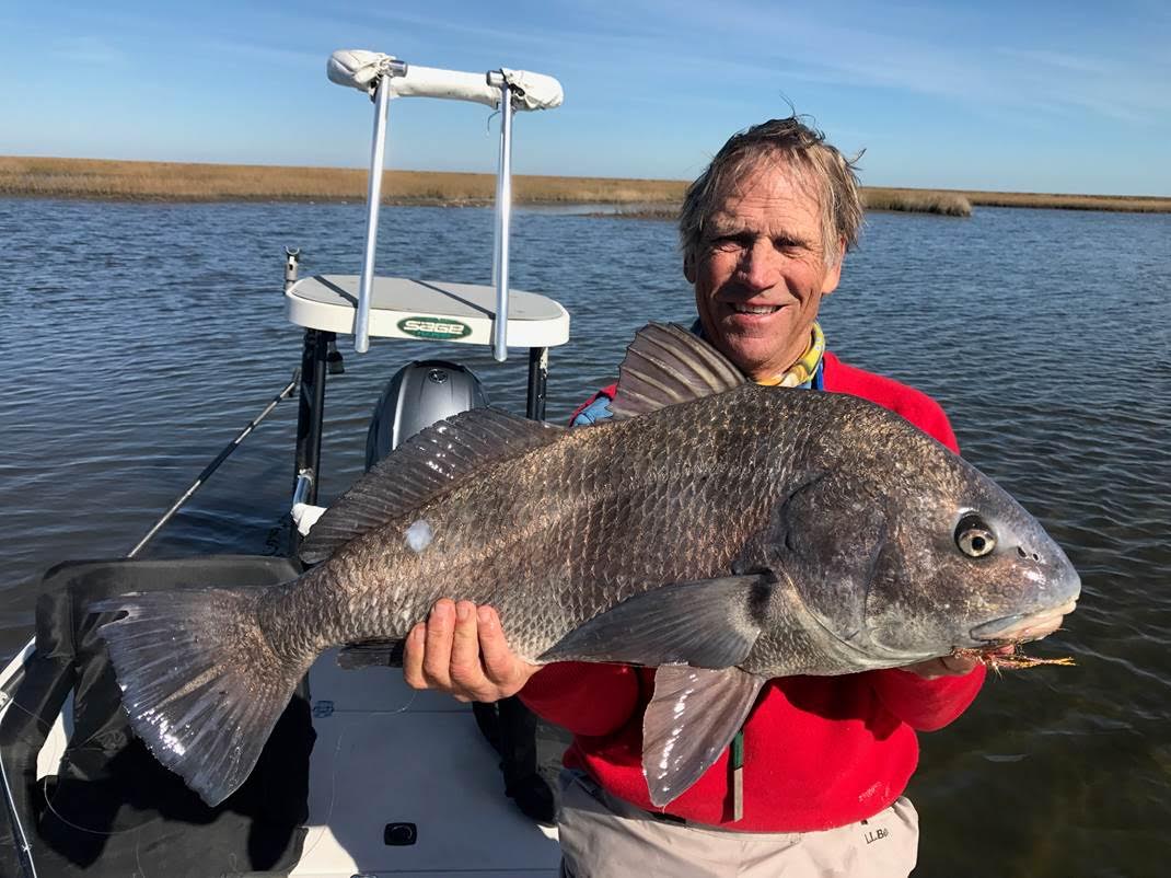 Black Drum on a Fly — Persijas līča krasta mušaBlack Drum on a Fly — Persijas līča krasta muša  