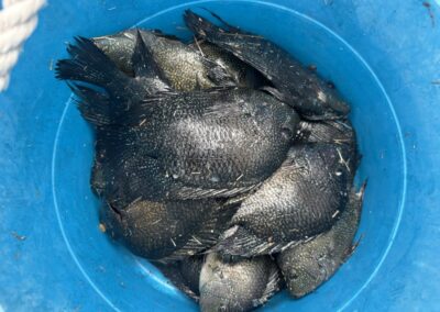 The Rio Grande Rumble